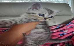 Scottish Fold cats for sale: Two boys Scotitish fold - Image 10