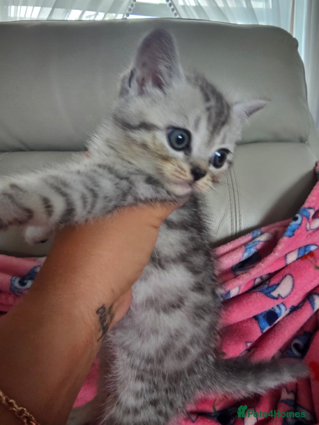 Scottish Fold cats for sale: Two boys Scotitish fold - Image 10