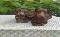 Dachshund dogs for sale: Stunning miniature dachshund pups  - Image 9