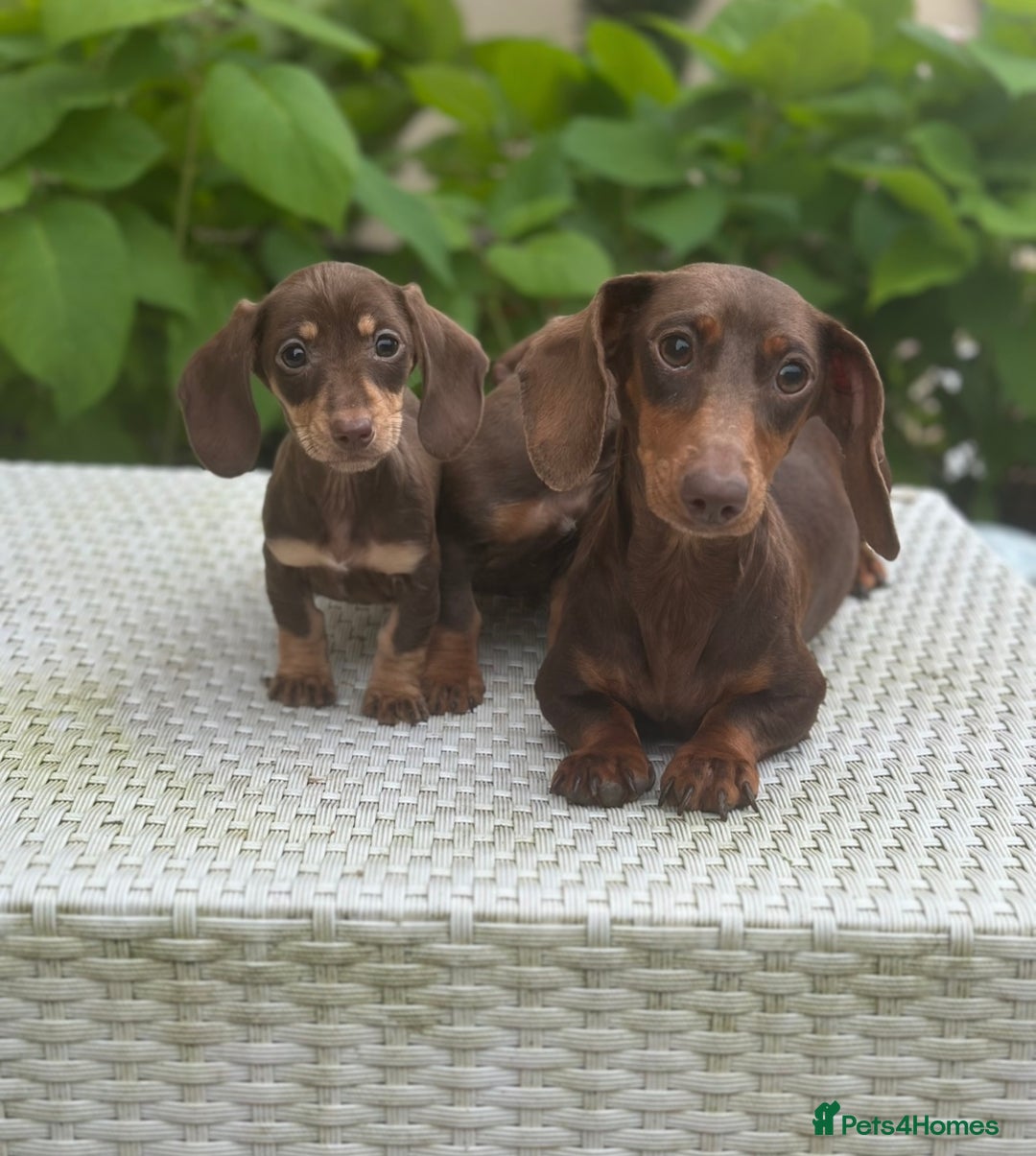 Dachshund dogs for sale: Stunning miniature dachshund pups  - Image 9