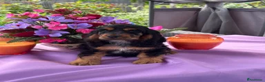 Cocker Spaniel Puppy 10
