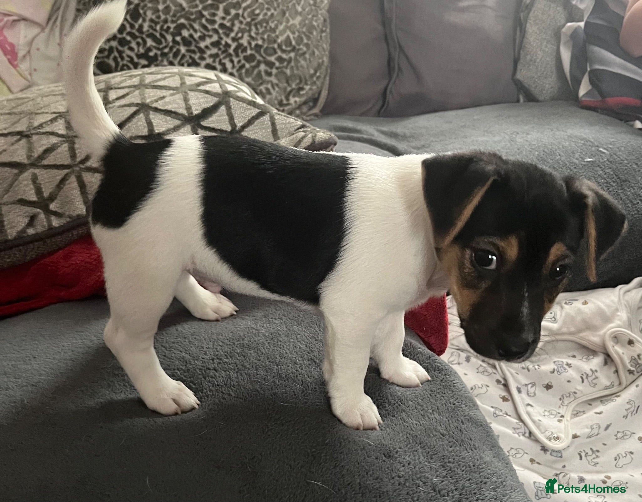 Jack Russell dogs Tri Coloured Jack Russell Puppies - Advert 1