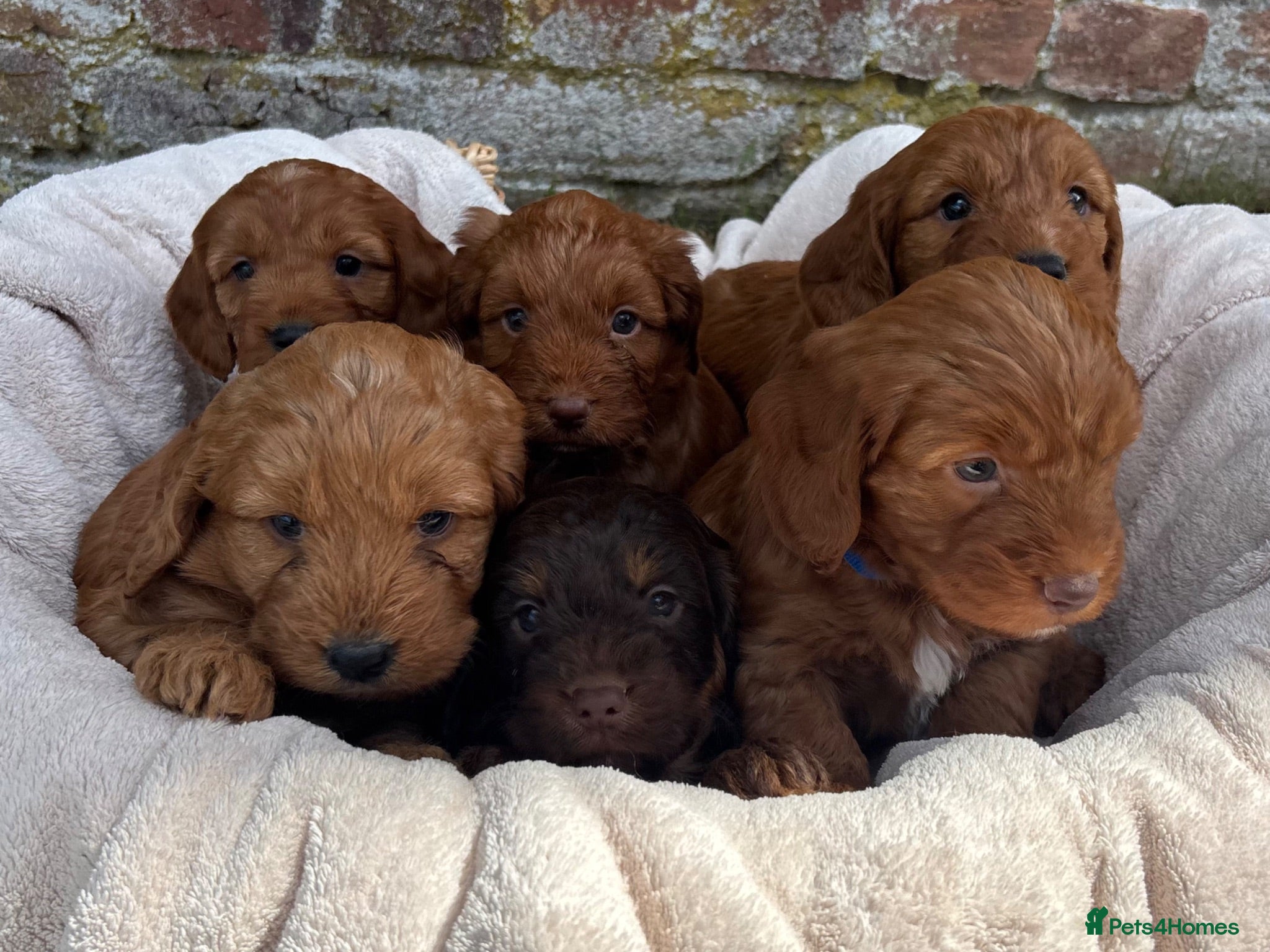 Cockapoo dogs Stunning F1 Cockapoo Puppies KC Parents  - Advert 1