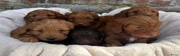 Cockapoo dogs for sale: Stunning F1 Cockapoo Puppies KC Parents  - Advert 1