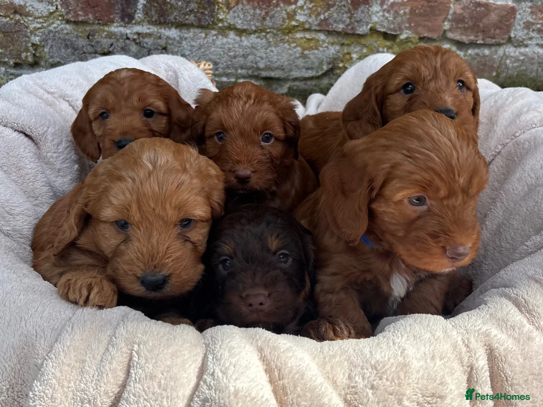 Cockapoo dogs for sale: Stunning F1 Cockapoo Puppies KC Parents  - Advert 1