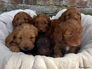 Cockapoo dogs Stunning F1 Cockapoo Puppies KC Parents - Advert 1