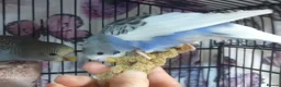 Budgerigars birds for sale: Outstanding pet baby budgies priced from £40 - Advert 5