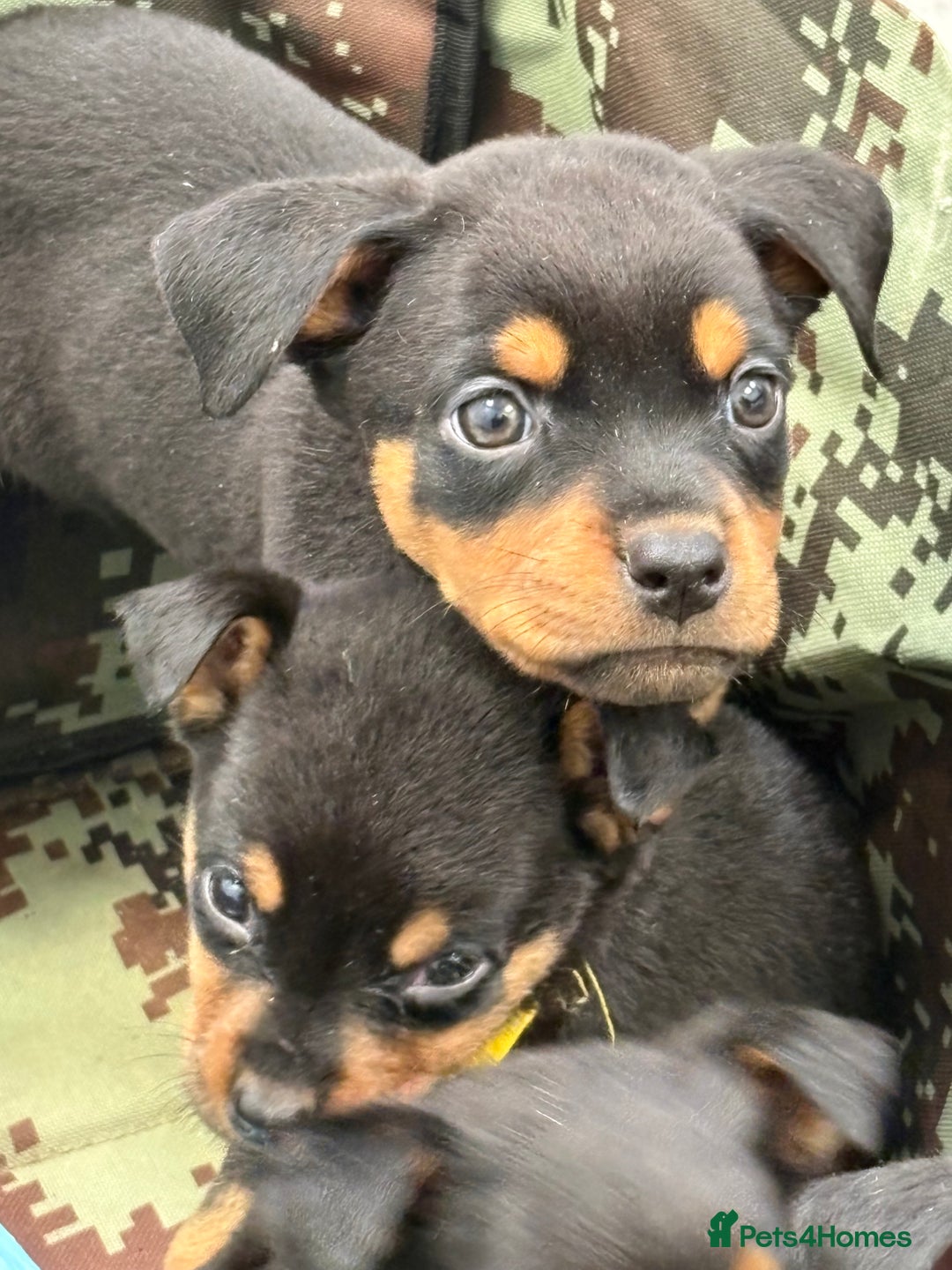 Rottweiler dogs for sale: Rottweiler puppies ready to leave now !!!! - Advert 5
