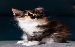 Maine Coon cats for sale: Pedigree Maine Coon Kittens (TICA) - Image 32