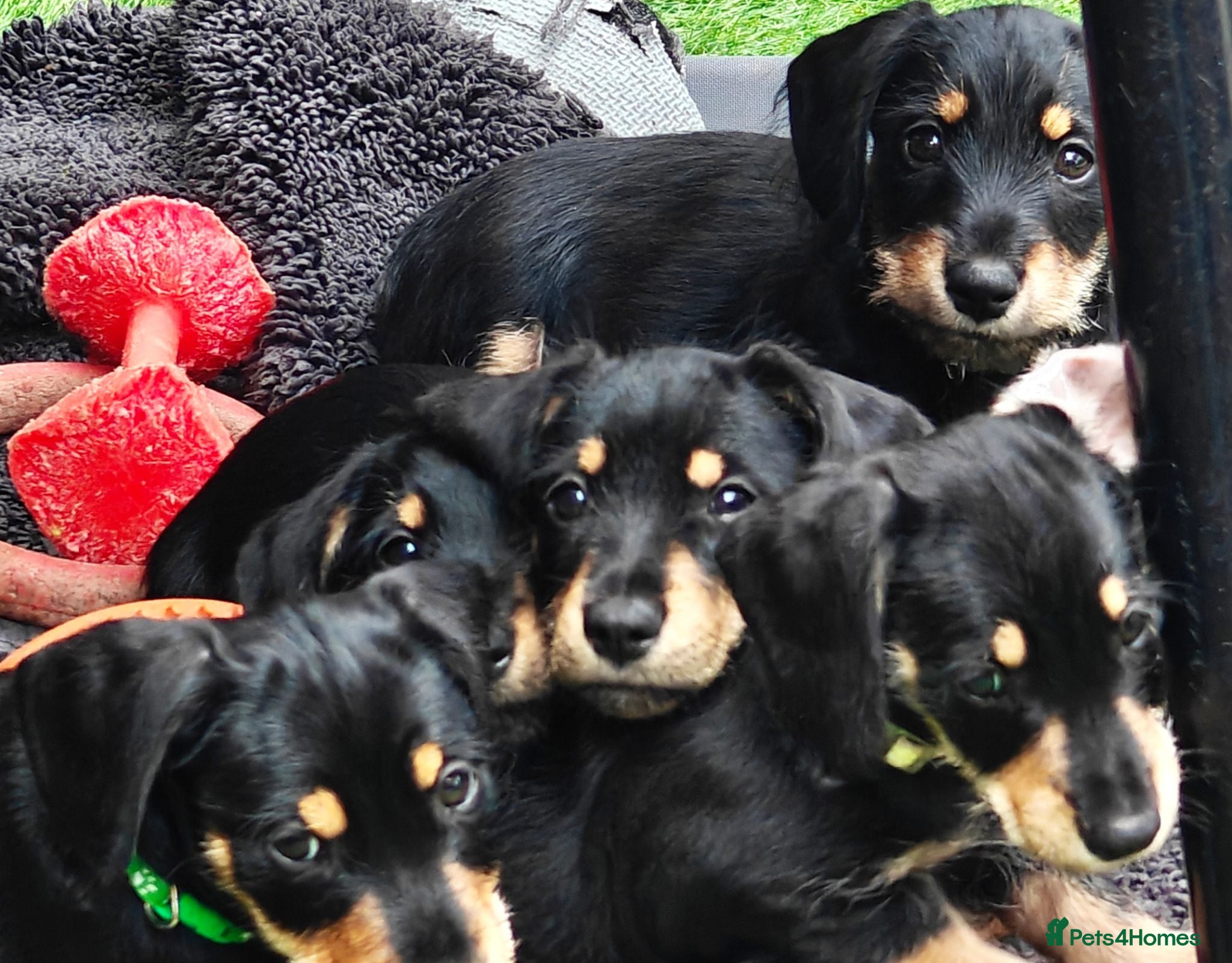 Mixed Breed dogs Daschund X Schnauzer puppies  - Advert 2