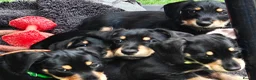 Mixed Breed dogs for sale: Daschund X Schnauzer puppies  - Advert 10