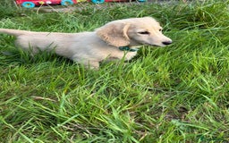 Dachshund dogs for sale: Cream boy and girl Miniature dachshund - Image 39