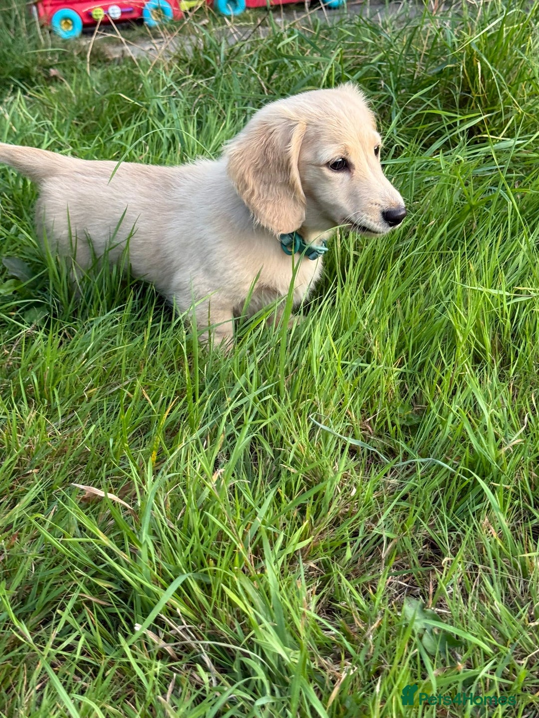 Dachshund dogs for sale: Cream boy and girl Miniature dachshund - Image 39