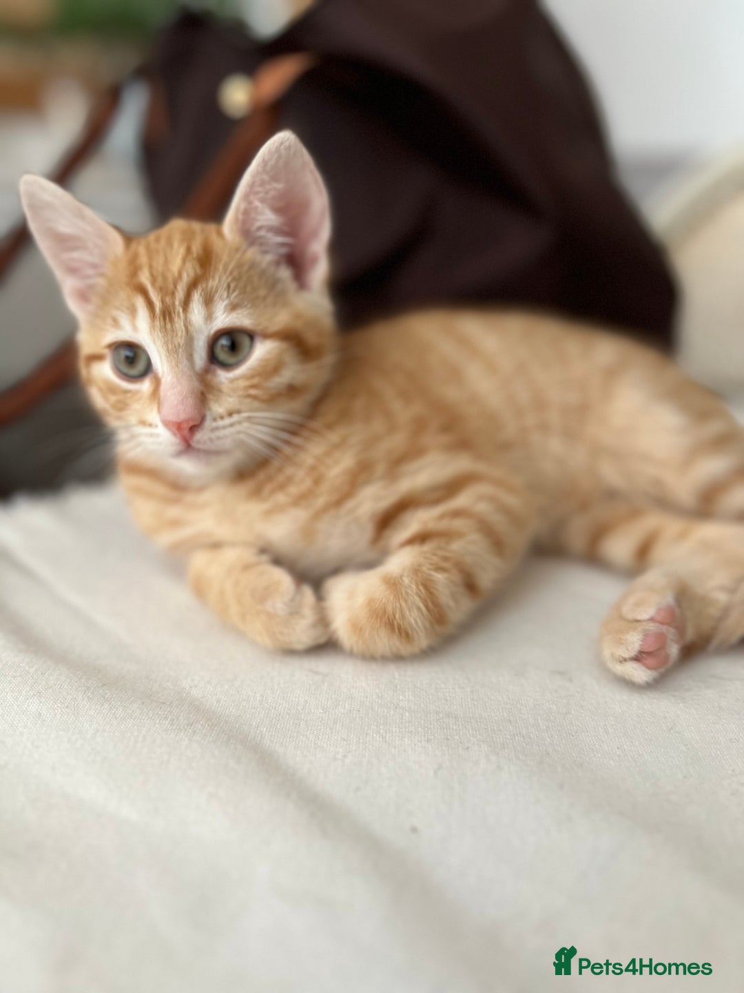 British Shorthair cats for sale: British Shorthair kittens for sale  - Advert 2