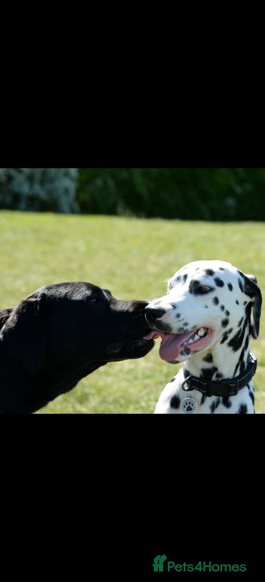 Dalmatian dogs for sale: Doodles in Didcot - Advert 4