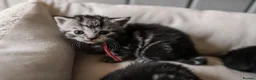 British Shorthair cats for sale: Gorgeous British shorthair tabby litter - Advert 25