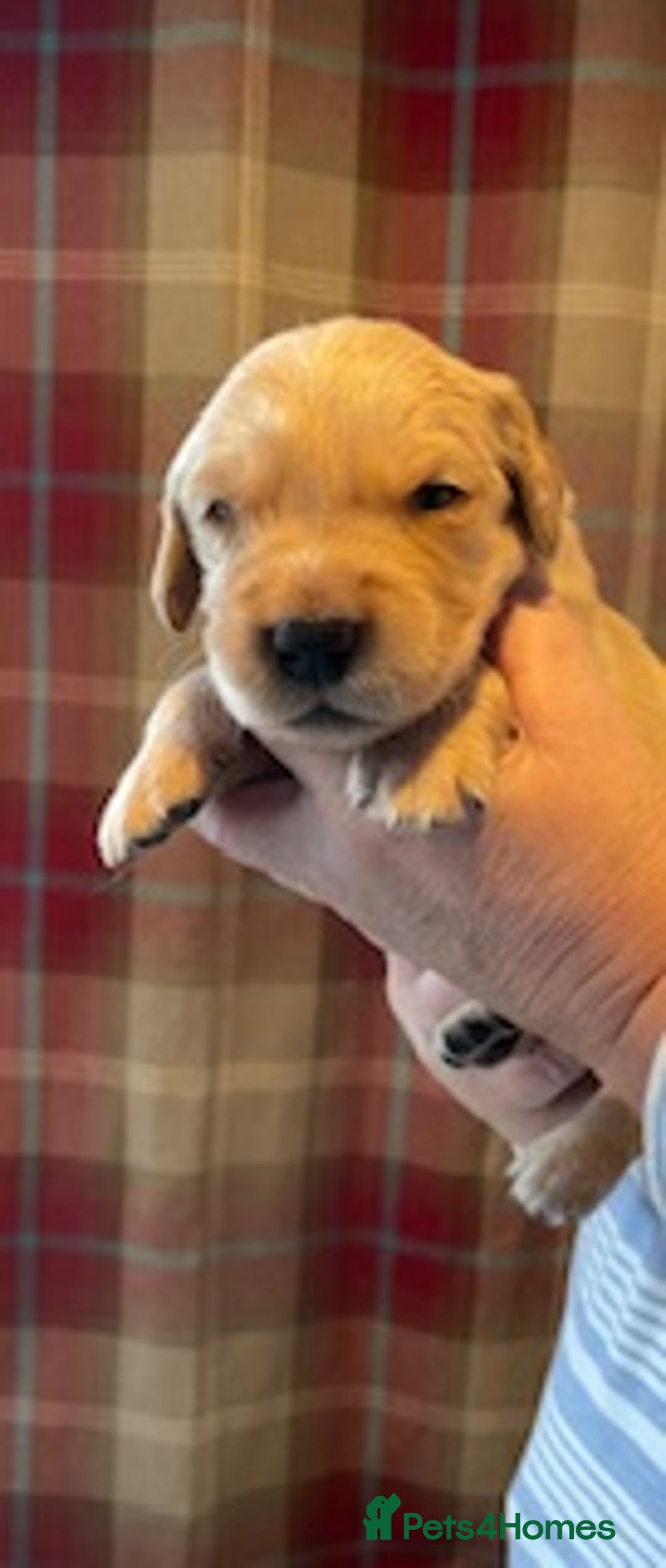 Golden Retriever dogs for sale: Beautiful Litter of Golden Retriever Puppies  - Advert 11