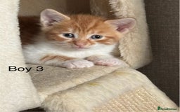 Mixed Breed cats for sale: 4 Gorgeous little boys  - Image 3
