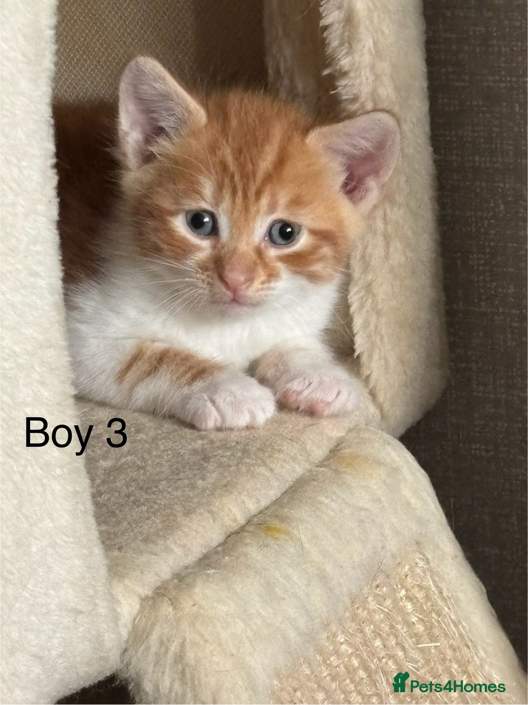 Mixed Breed cats for sale: 4 Gorgeous little boys  - Image 3