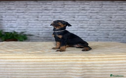 Dobermann dogs for sale: Dobermann puppies Champion bloodline, kc reg - Image 9
