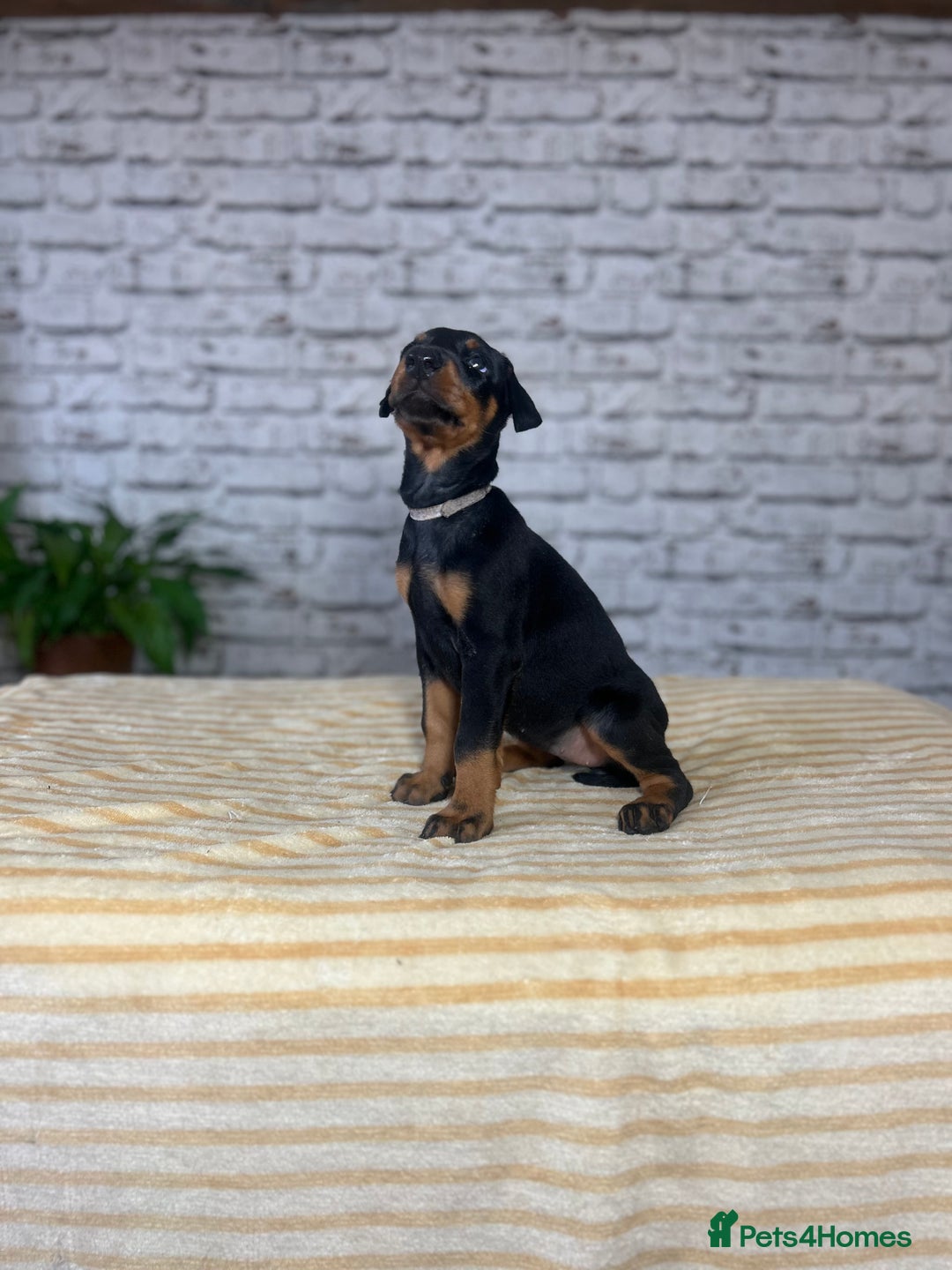 Dobermann dogs for sale: Dobermann puppies Champion bloodline, kc reg - Image 9