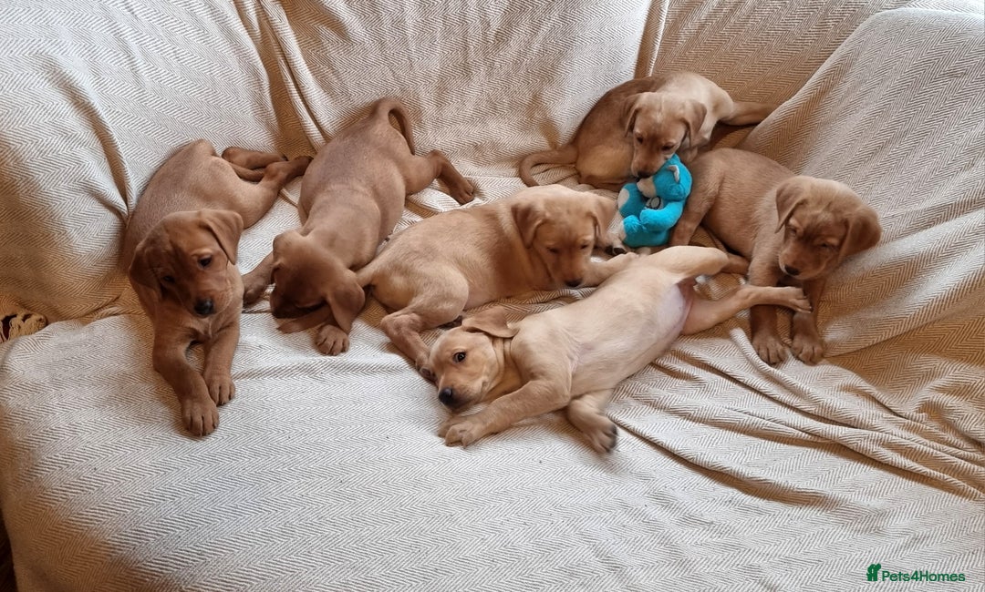 Labrador Retriever dogs for sale: Beautiful Yellow & Fox Red Labrador puppies. - Advert 19