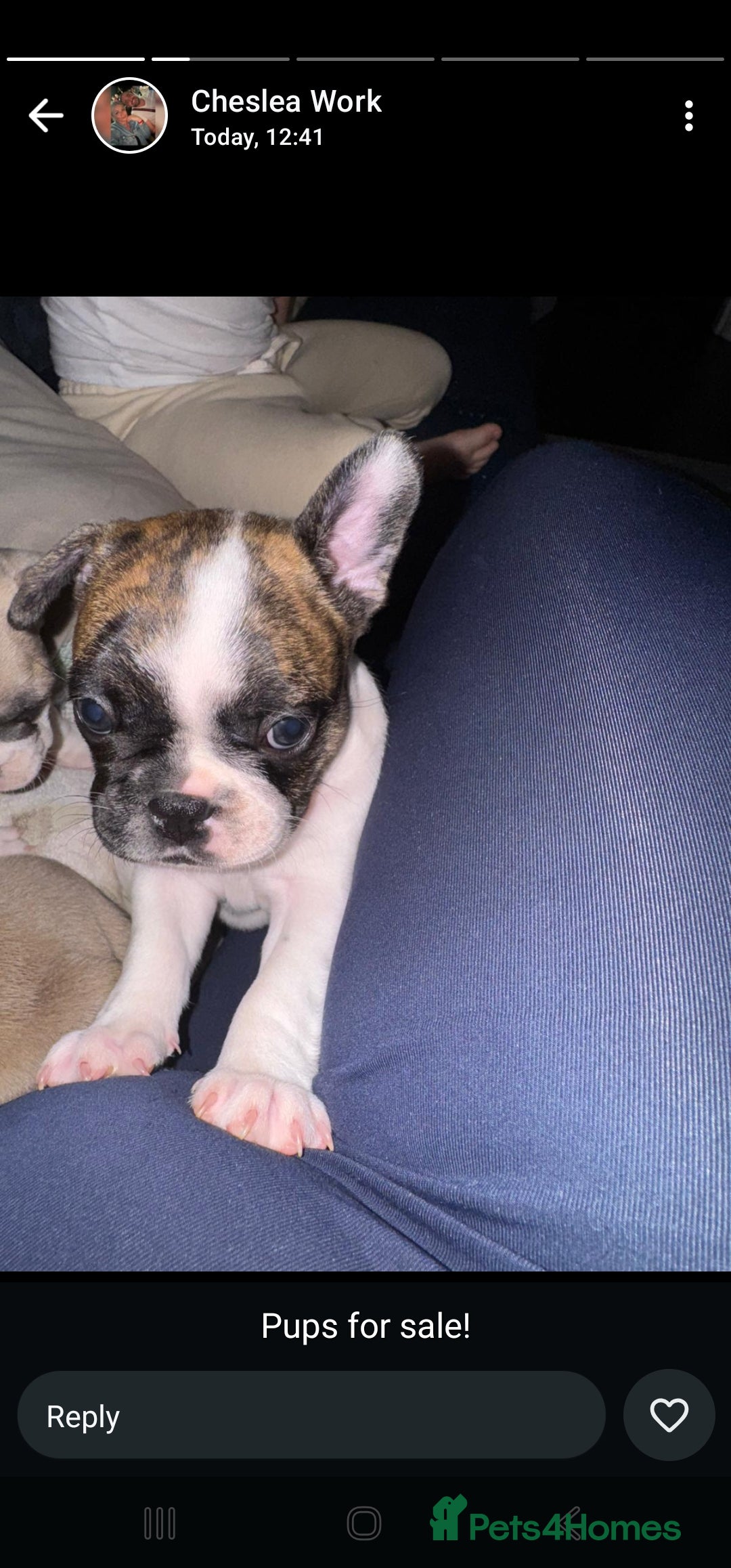 French Bulldog dogs for sale: 3 female french bulldog puppies - Image 13