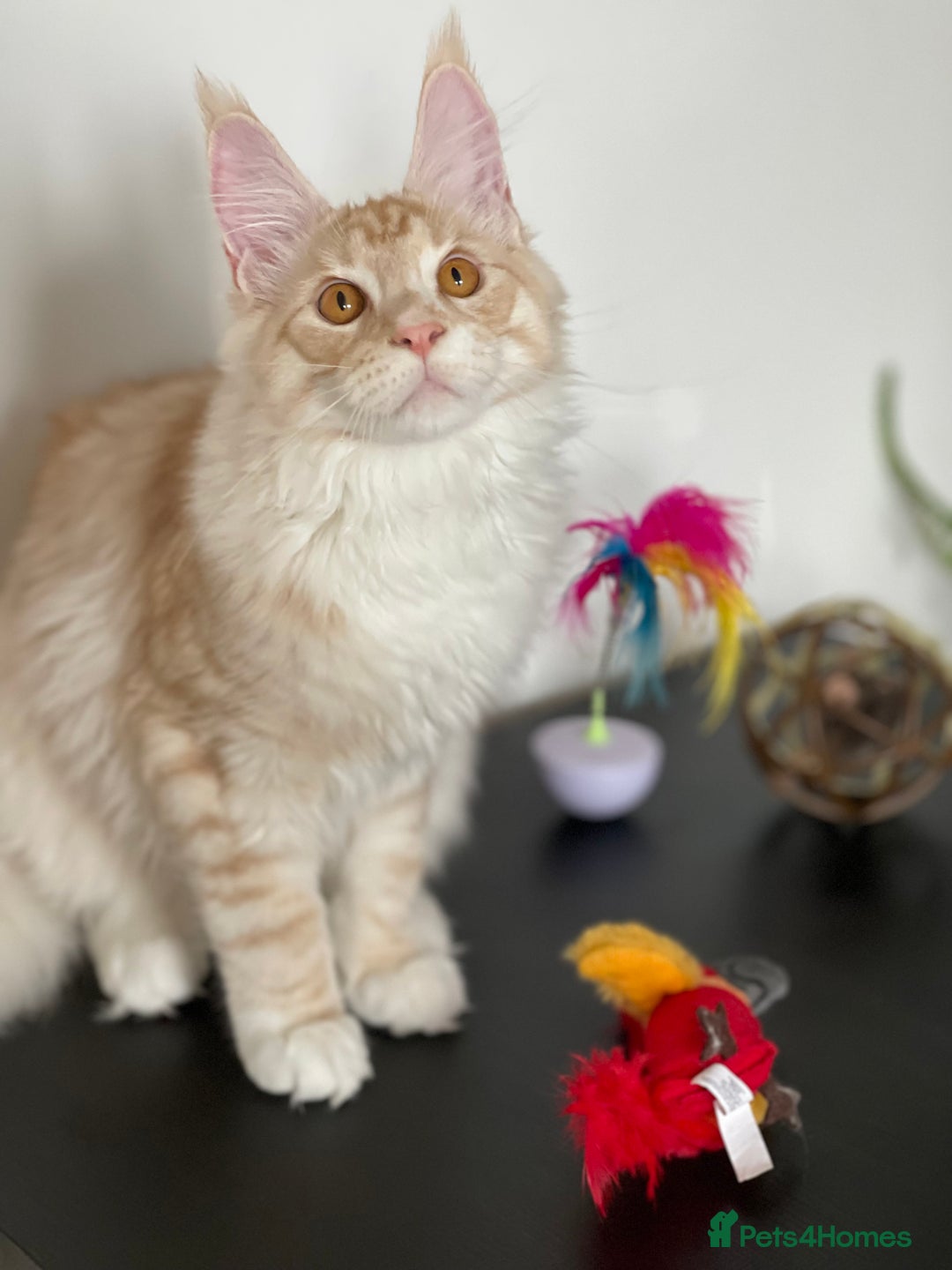 Maine Coon cats for sale: GCCF registered Maine Coon kittens.  in Newton Abbot - Image 3