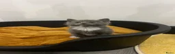 Mixed Breed cats for sale: Adorable kittens for sale  - Advert 7