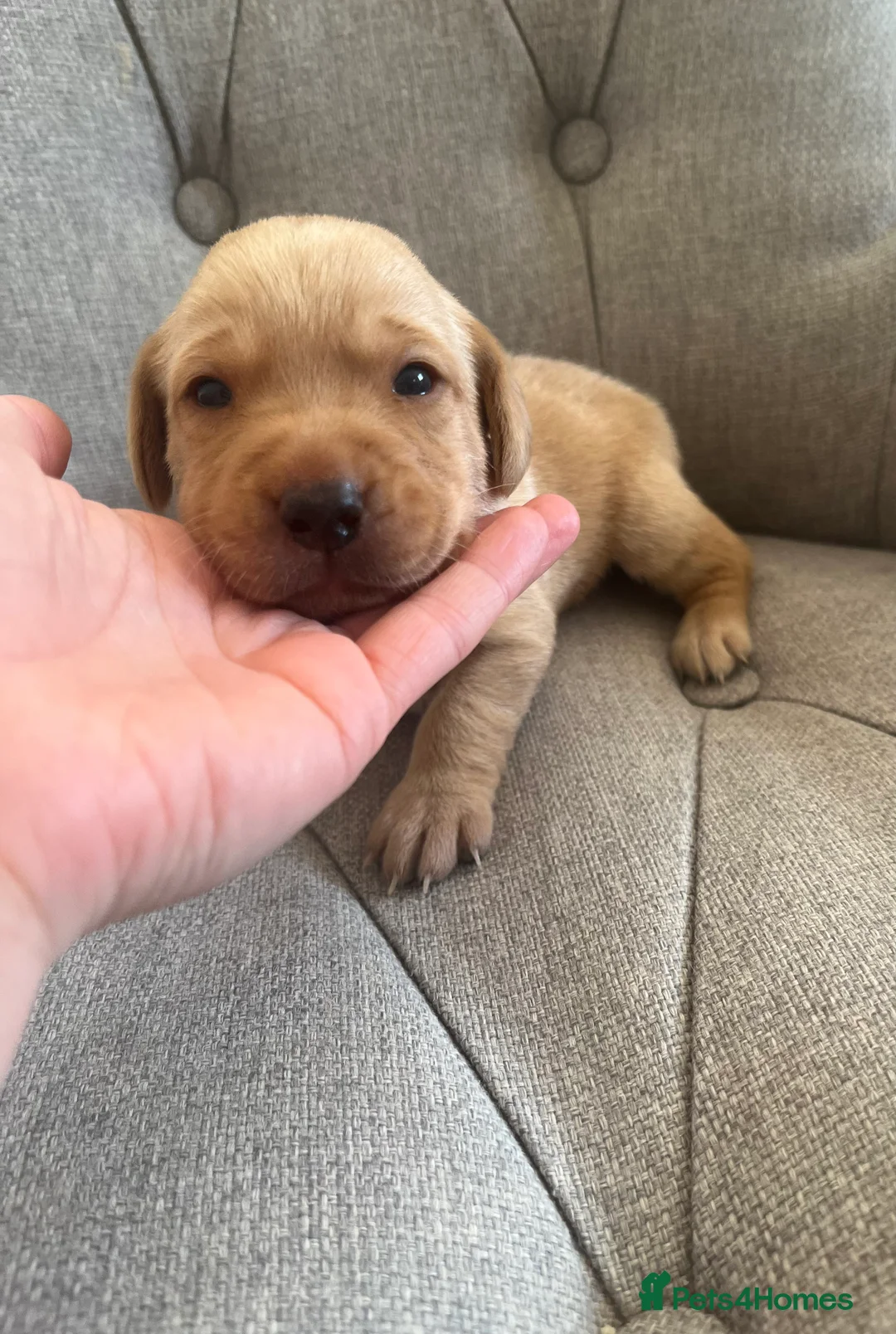 Labrador Retriever dogs for sale: All puppies are now reserved  - Advert 2