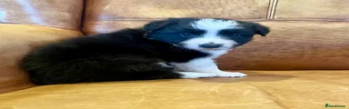 Border Collie Puppy 1