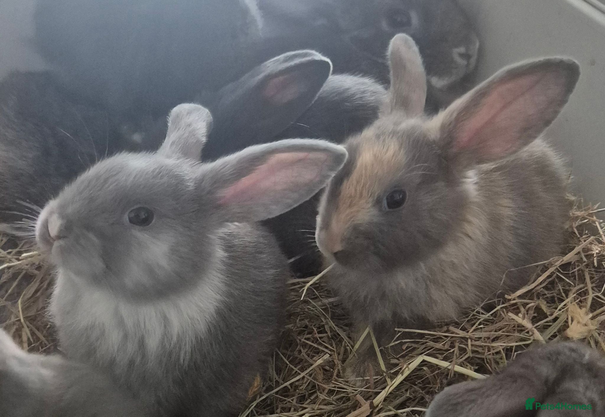 Mini Lion Lop rabbits Mini lion lops for sale 8 weeks old  - Advert 8