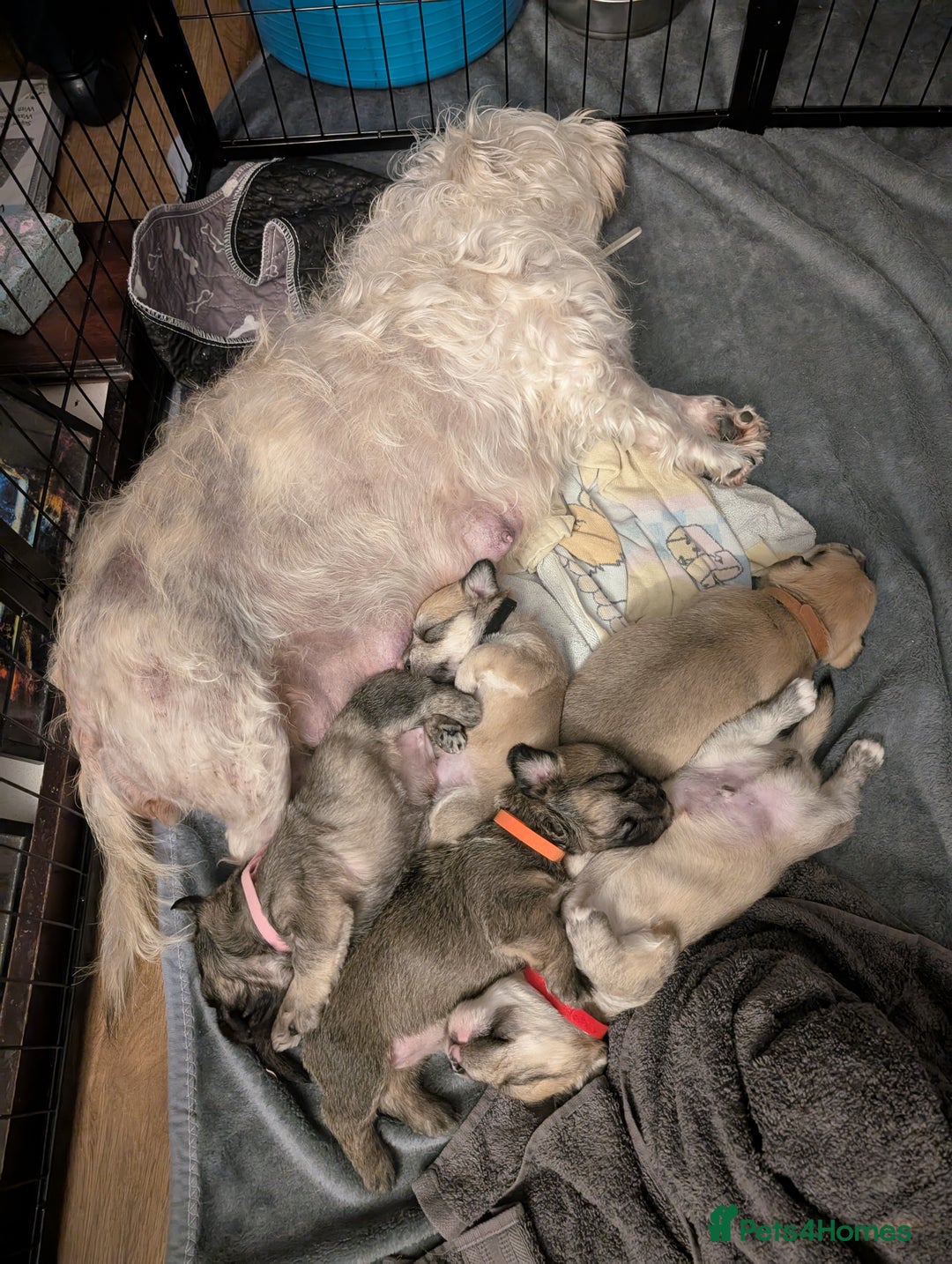 Glen of Imaal Terrier dogs for sale: Glen of Immal - Image 2