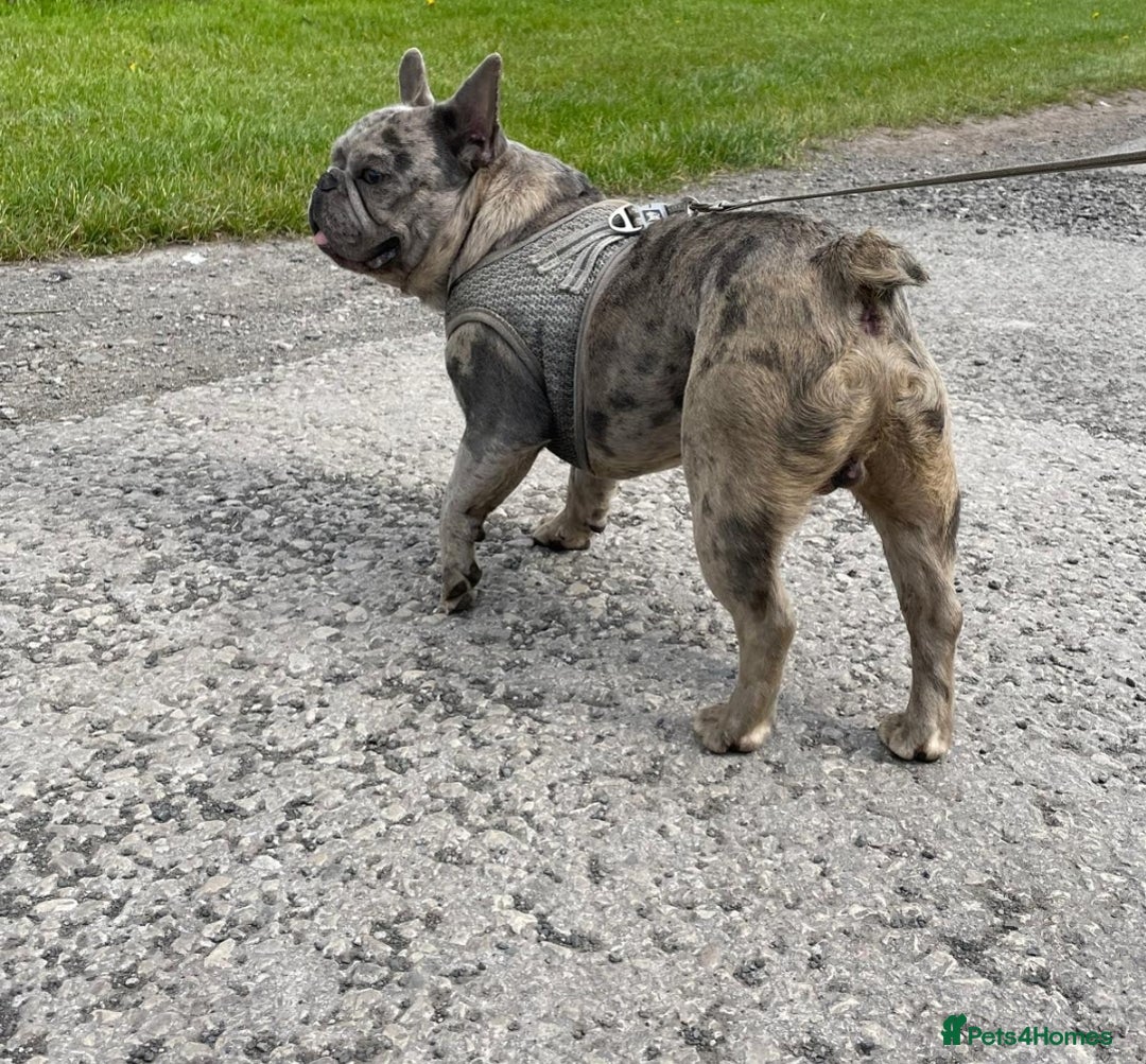 French Bulldog dogs for stud: Amazing merle male for stud - Image 2
