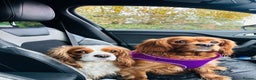 Cavalier King Charles Spaniel dogs for sale: Looking to Rehome my beloved girls. - Advert 9