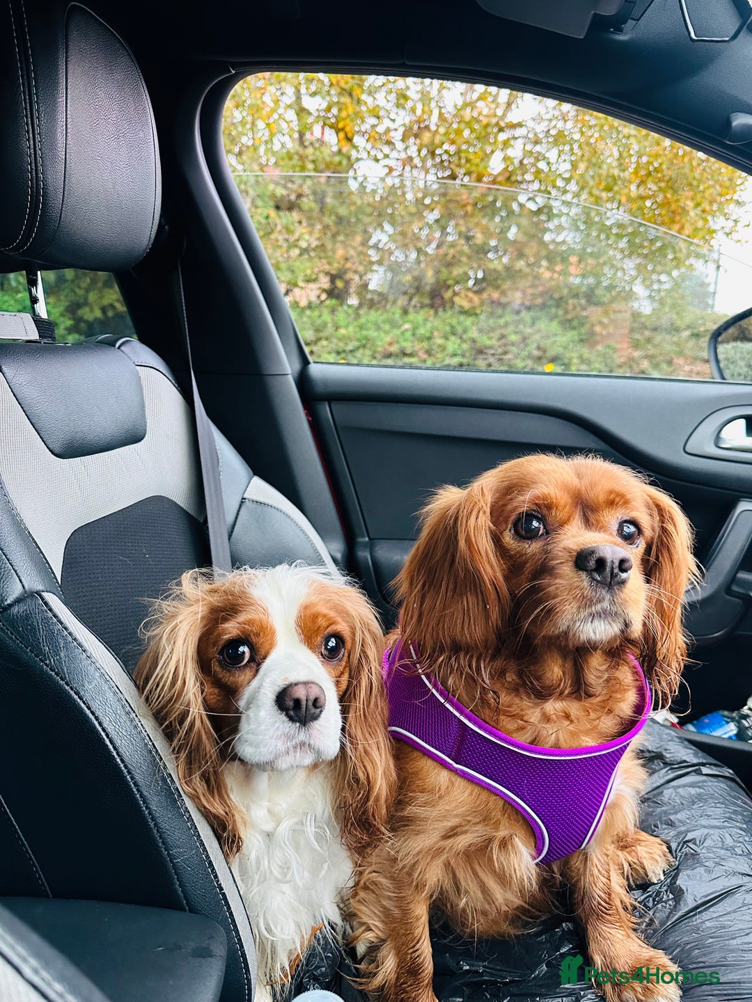 Cavalier King Charles Spaniel dogs for sale: Looking to Rehome my beloved girls. - Image 9