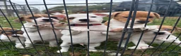 Jack Russell dogs for sale: Jack Russell puppies - Advert 4
