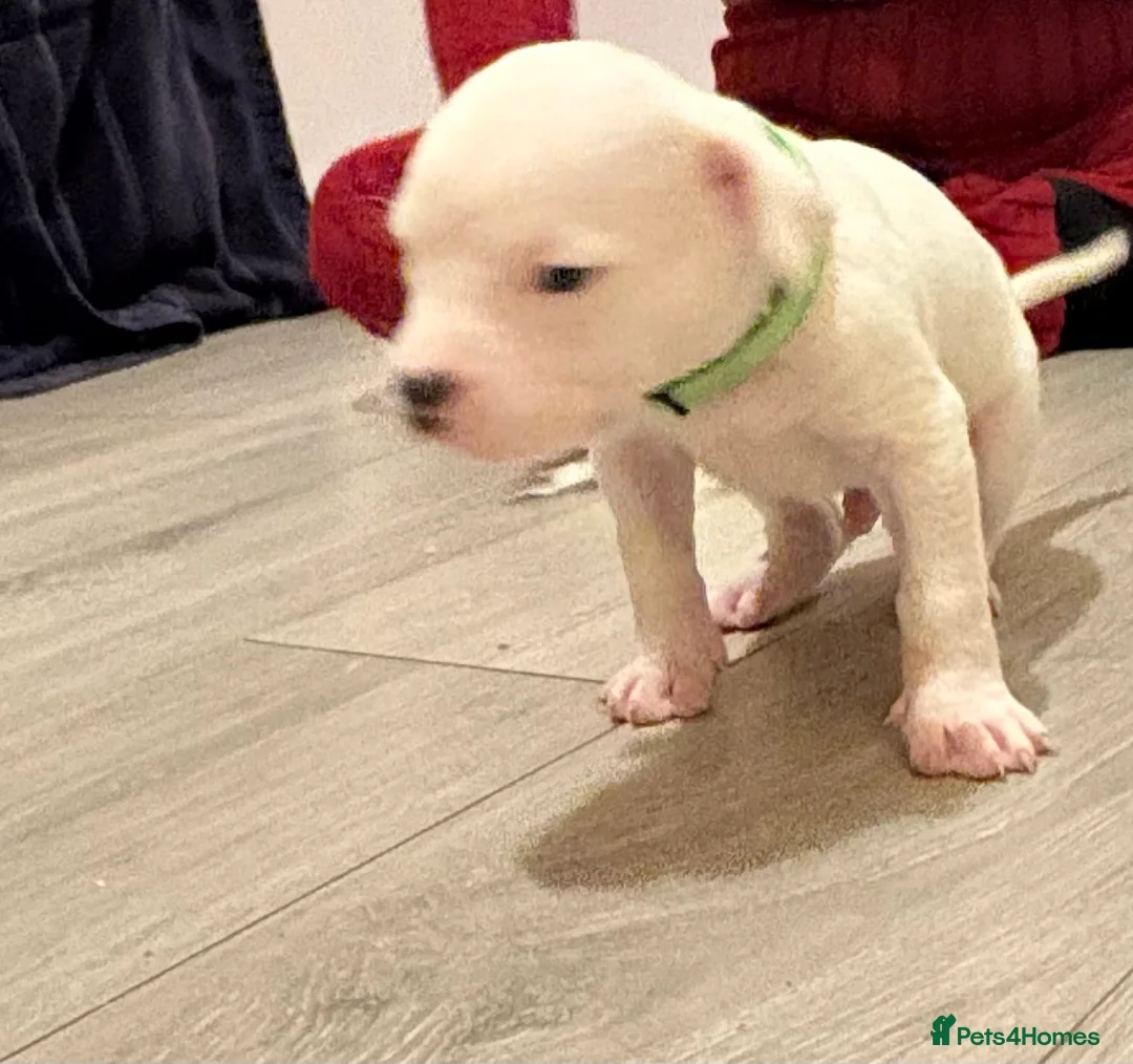 American Bulldog dogs for sale: American bulldog puppies  - Advert 13