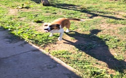 Mixed Breed dogs for adoption: BENNY - a faithful dog for a Loving Home - Image 31