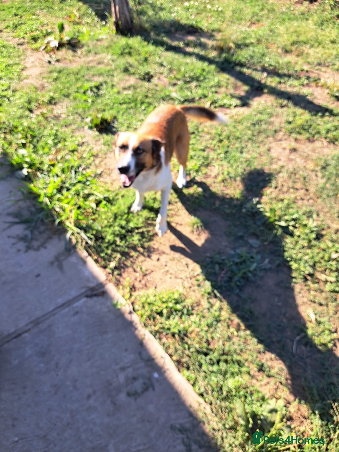 Mixed Breed dogs for adoption: BENNY - a faithful dog for a Loving Home - Image 31