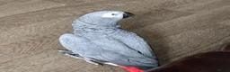 Parrots birds for sale: Female African Grey for sale in Stoke-on-Trent - Advert 2