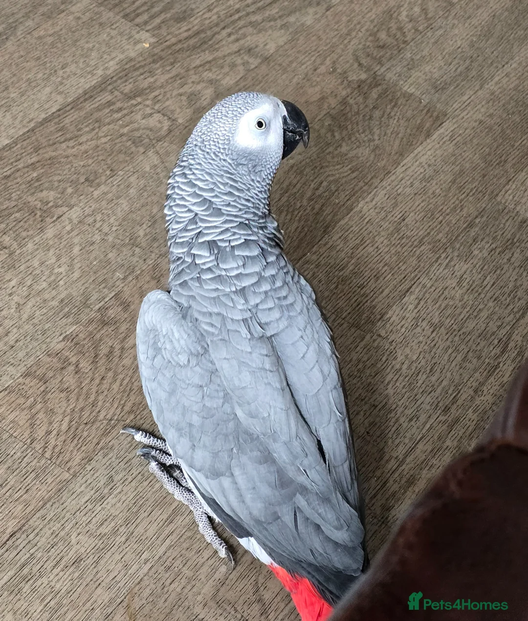 Parrots birds for sale: Female African Grey for sale in Stoke-on-Trent - Advert 2