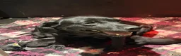 Labrador Retriever dogs for sale: GORGEOUS BLACK LABRADOR LITTER,FULLYTESTED PARENTS - Advert 7