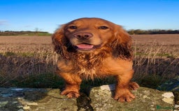 Cocker Spaniel dogs for sale: Gorgeous KC Working Cocker Spaniel Puppy Available - Image 40