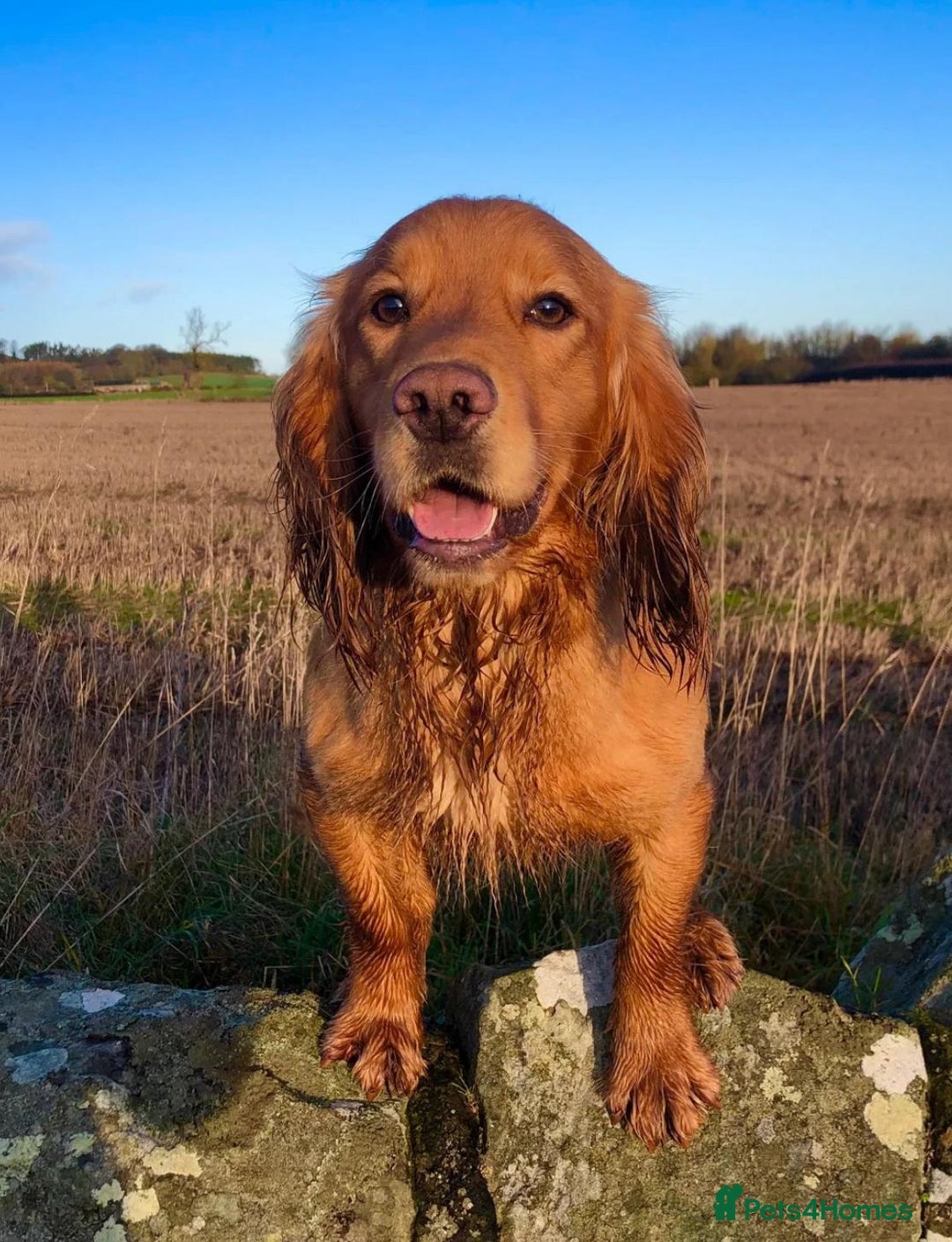 Cocker Spaniel dogs for sale: Gorgeous KC Working Cocker Spaniel Puppy Available - Image 40