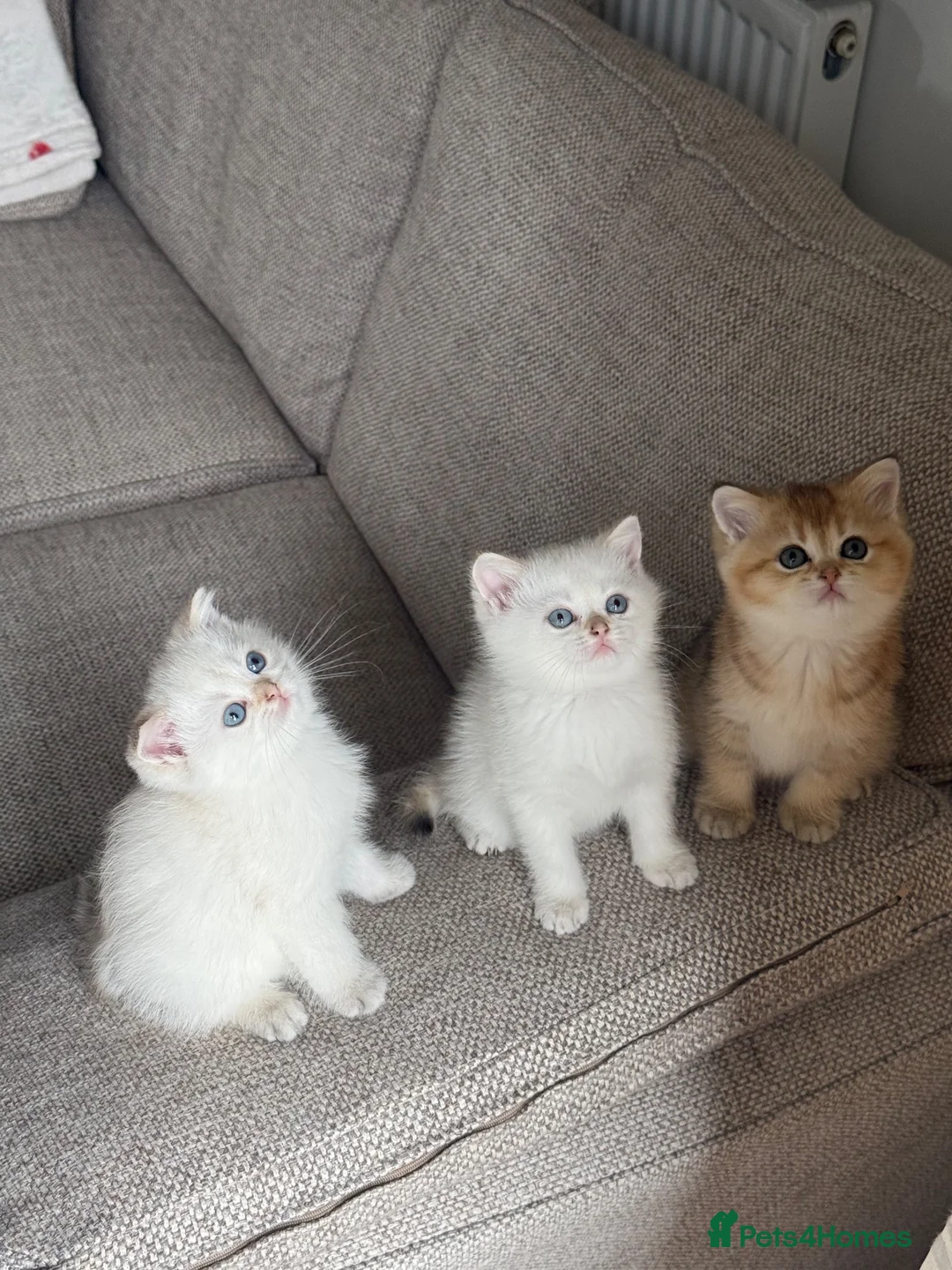 Scottish Fold cats for sale:  Beautiful Scottish Kittens  - Advert 1