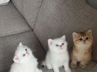 Scottish Fold cats Beautiful Scottish Kittens - Advert 3