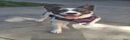 Border Collie dogs for adoption: Gorgeous Collie For Adoption - Advert 2