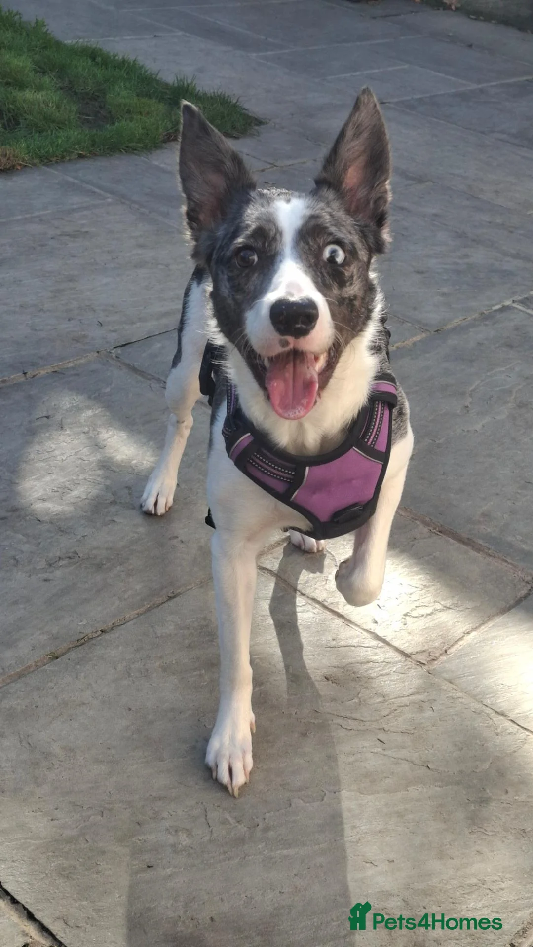 Border Collie dogs for adoption: Gorgeous Collie For Adoption - Advert 2