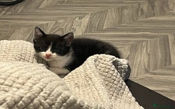 Domestic Shorthair cats for sale: 6 beautiful kittens ready for loving home  - Image 7
